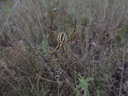 Image of Banded Argiope