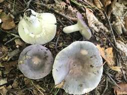 Image of Russula ornaticeps Burl. 1921