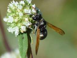 Image of Keyhole Wasp