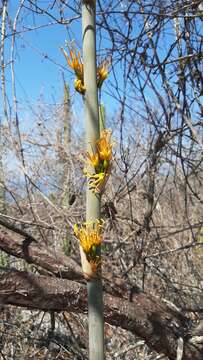 Image of Agave kristenii A. Vázquez & Cházaro