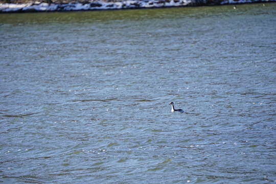 Image of horned grebe (cornutus)