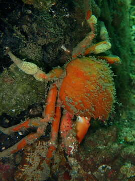 Image of Schizophrys rufescens Griffin & Tranter 1986