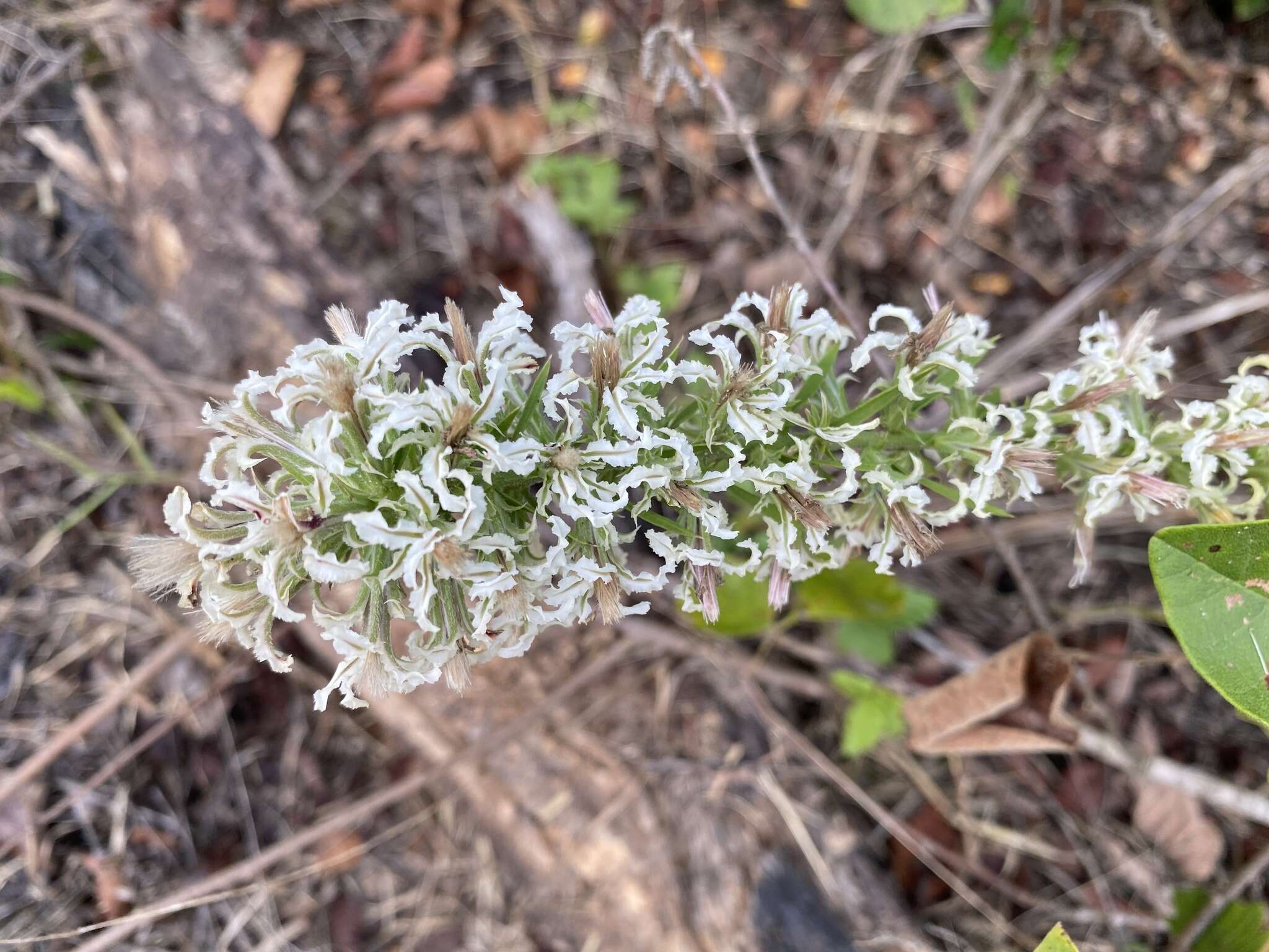 Image of Liatris bridgesii (Mayfield) G. L. Nesom