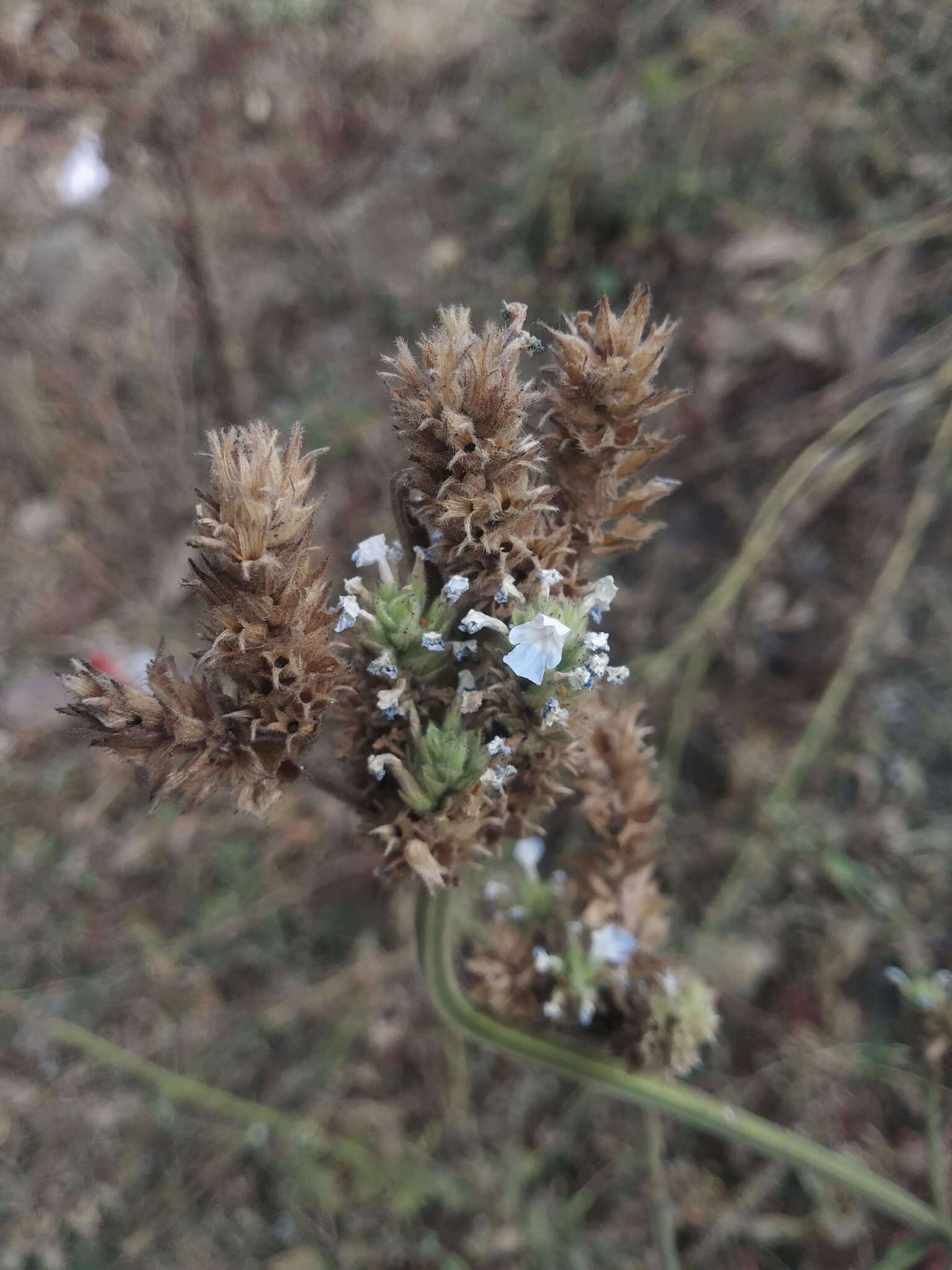 Image of Lavandula gibsonii J. Graham