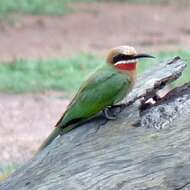 Image of White-fronted Bee-eater