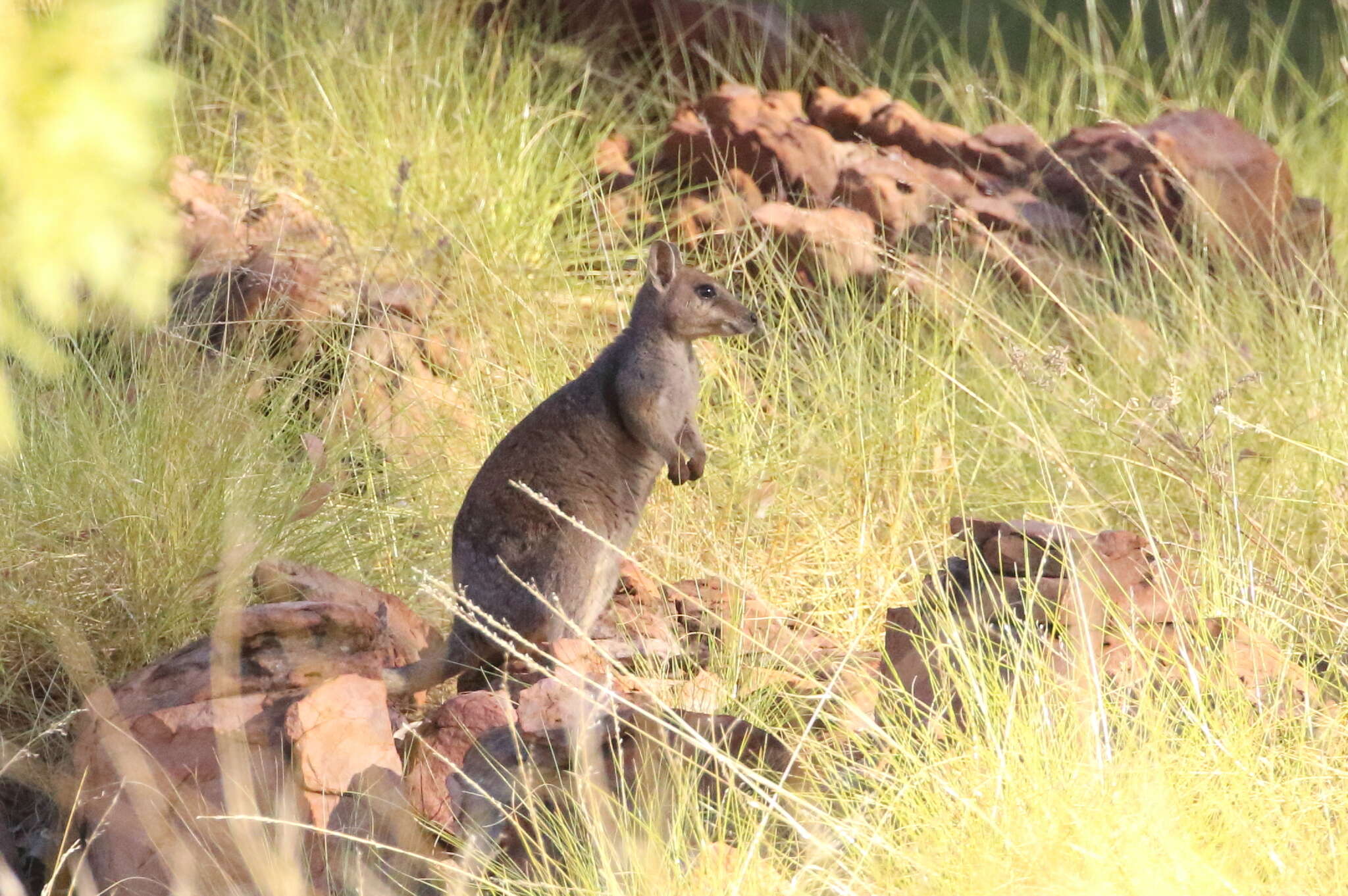 Image of Short-eared Rock Wallaby