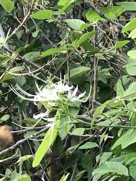 Sivun Bauhinia divaricata L. kuva