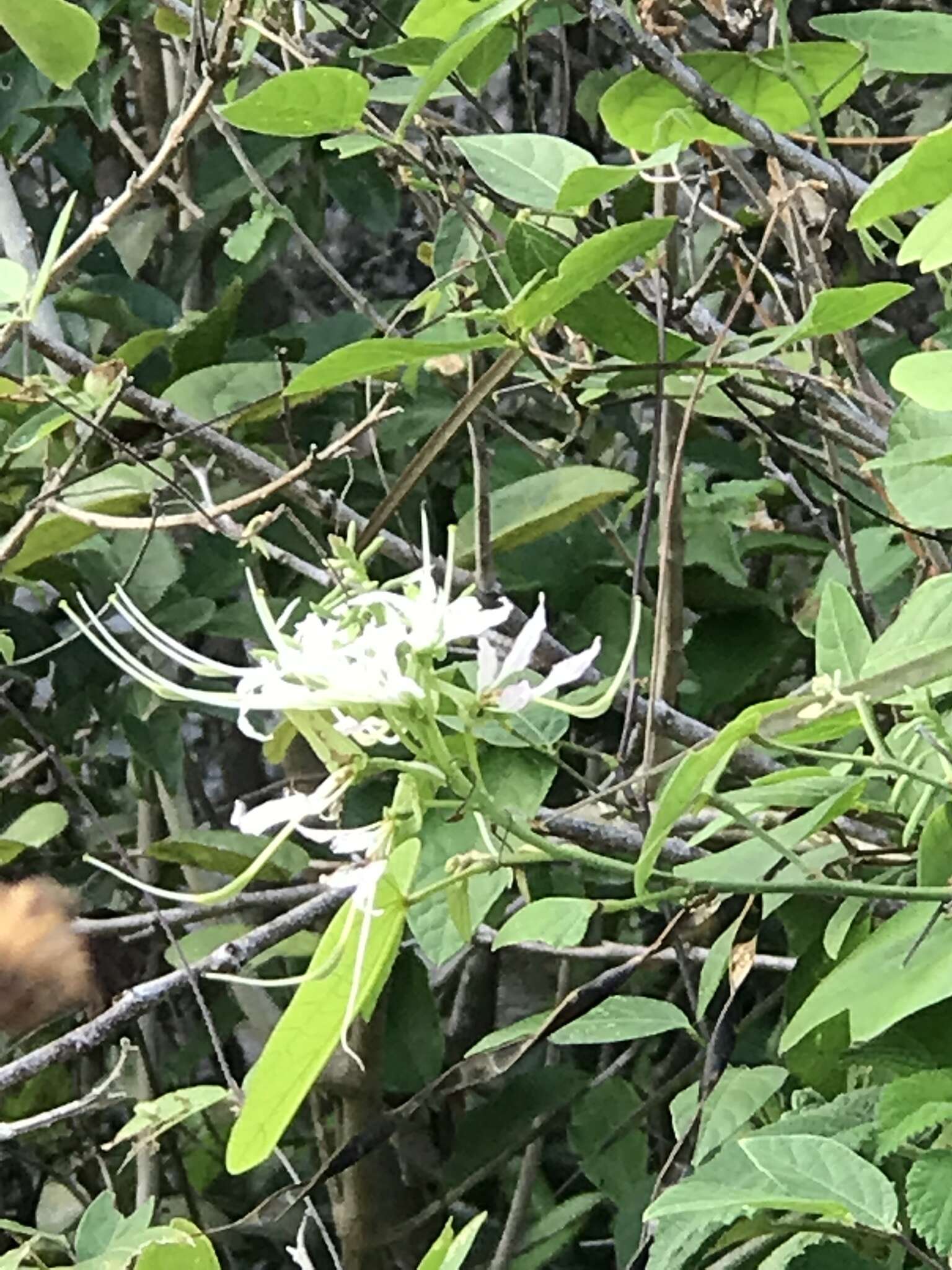 Image of Bauhinia divaricata L.