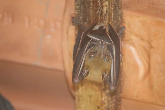 Image of Common Short-nosed Fruit Bat