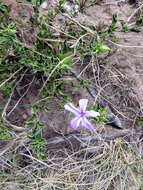 Imagem de Barleria pungens L. fil.