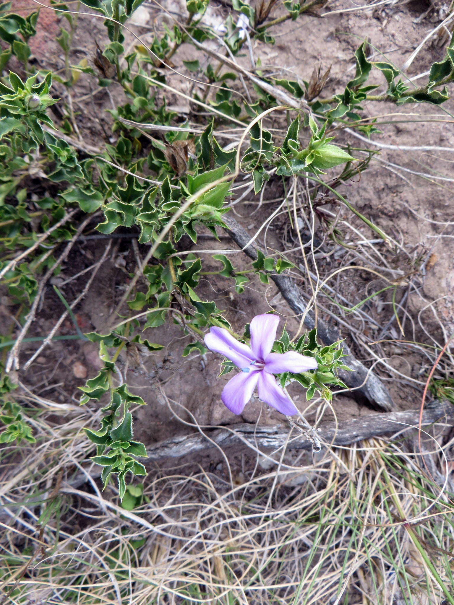 Imagem de Barleria pungens L. fil.