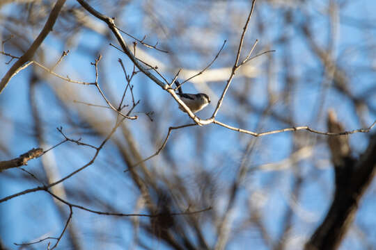 صورة Aegithalos caudatus trivirgatus (Temminck & Schlegel 1848)