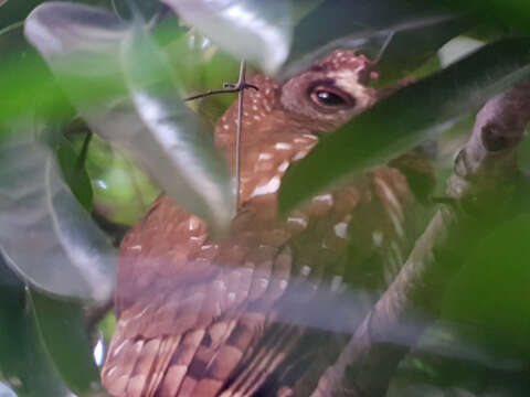 Image of African Wood Owl