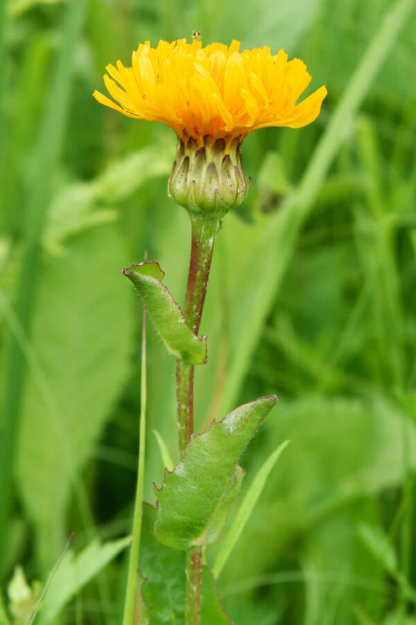 Image of Hypochaeris ciliata (Thunb.) Makino