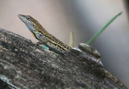 Image of Striped Anole