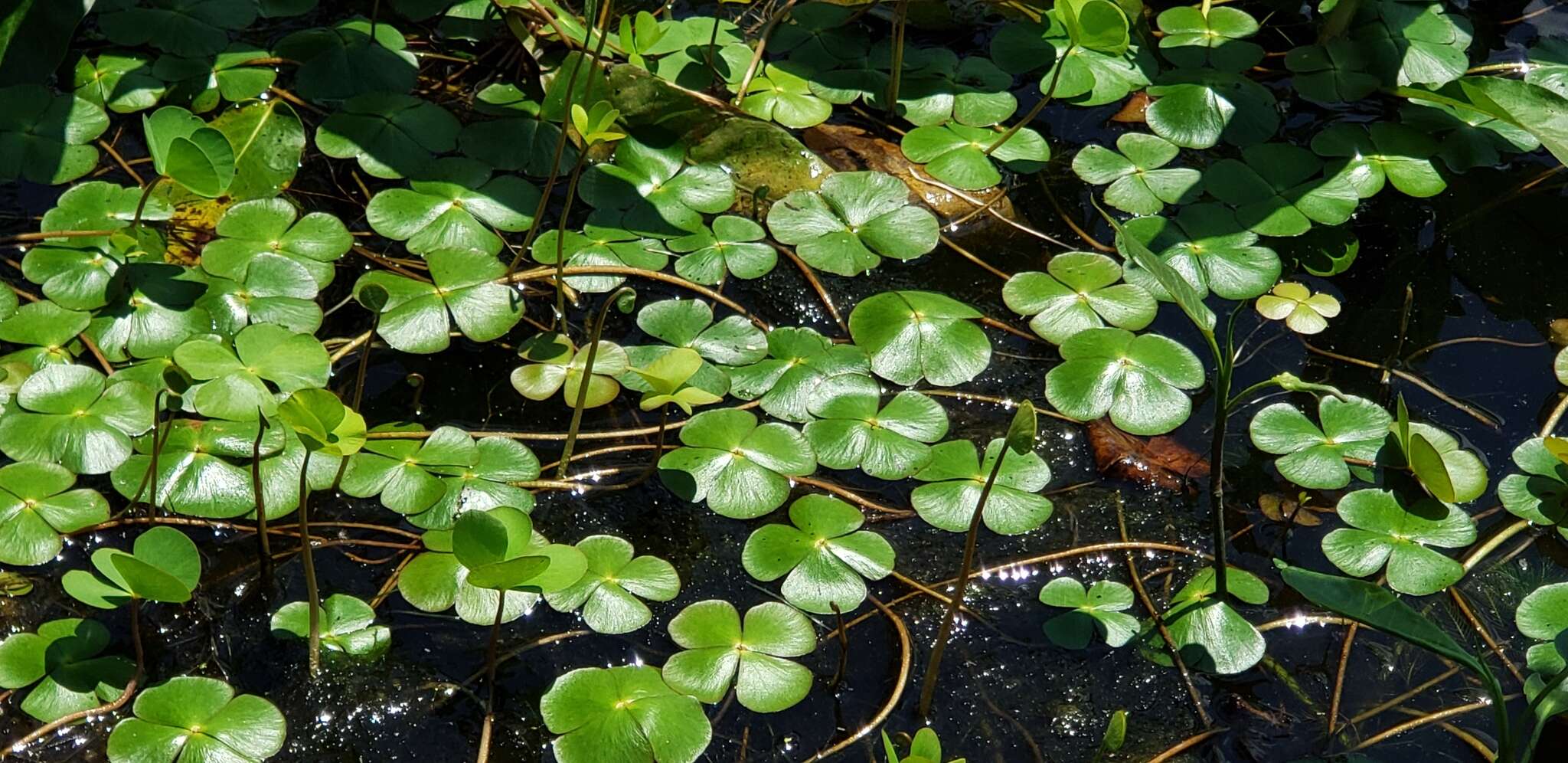 صورة Marsilea quadrifolia L.