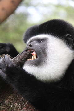 Image of Colobus guereza gallarum Neumann 1902