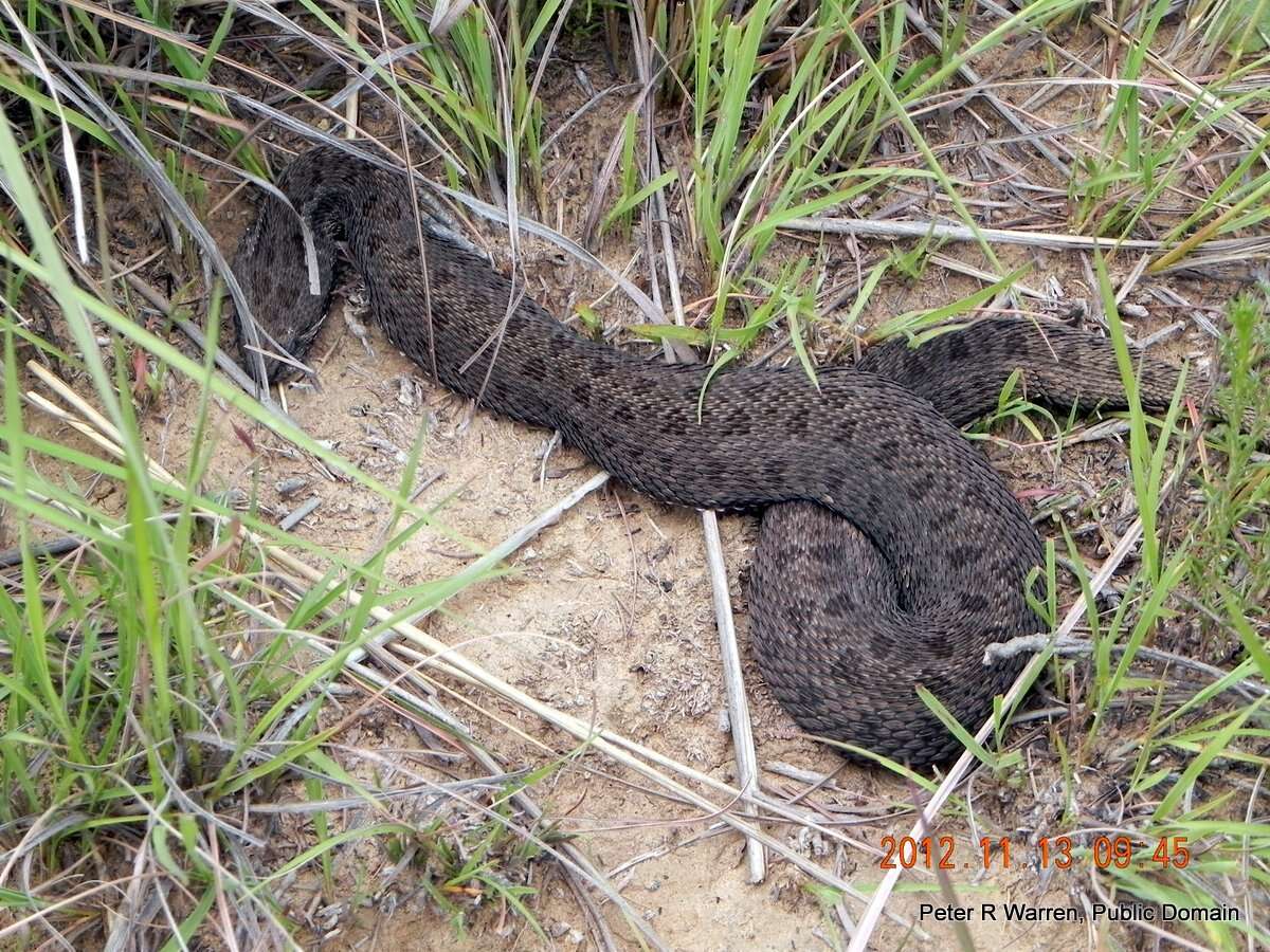 Image of Bitis atropos atropos (Linnaeus 1758)