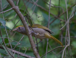 Image of Rose-throated Tanager