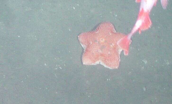 Image of Pincushion star