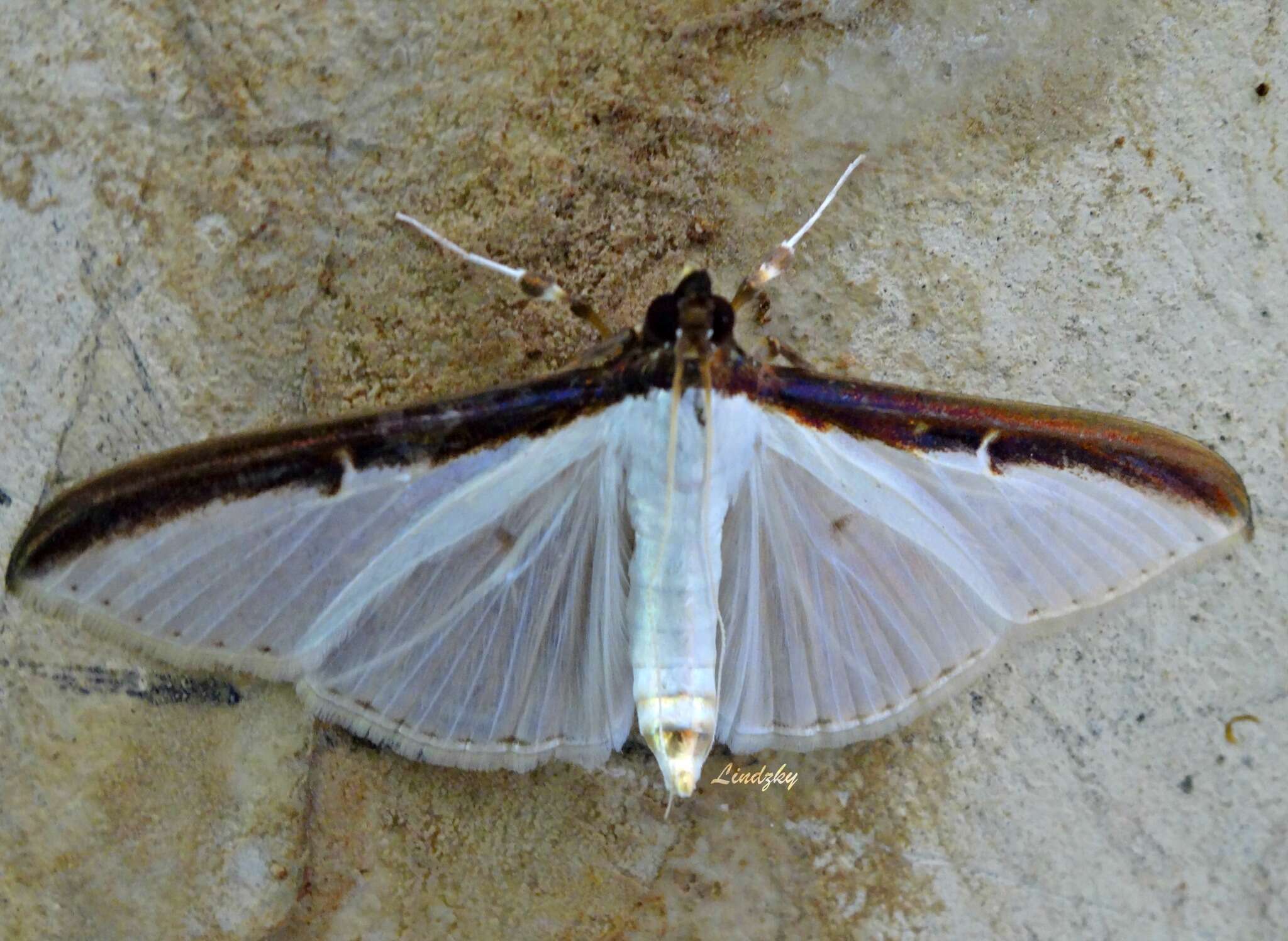 Cydalima laticostalis Guenée 1854 resmi