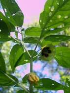 Physalis longifolia var. subglabrata (Mackenzie & Bush) Cronq. resmi