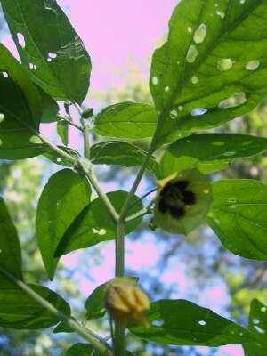 Image de Physalis longifolia var. subglabrata (Mackenzie & Bush) Cronq.