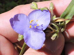 Image of prairie spiderwort