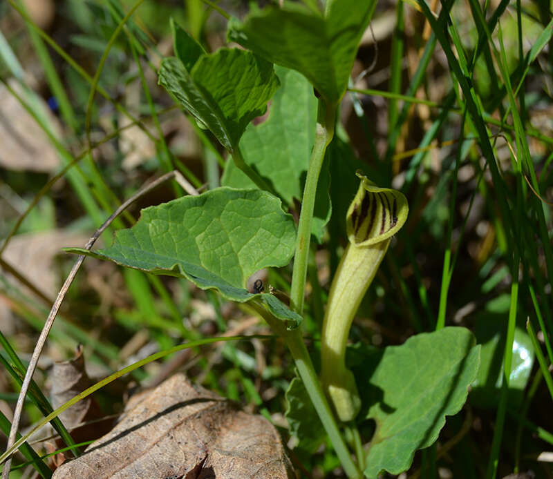 Image of Aristolochia paucinervis Pomel