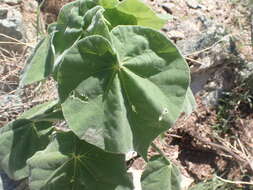 Image of yellowflower Indian mallow