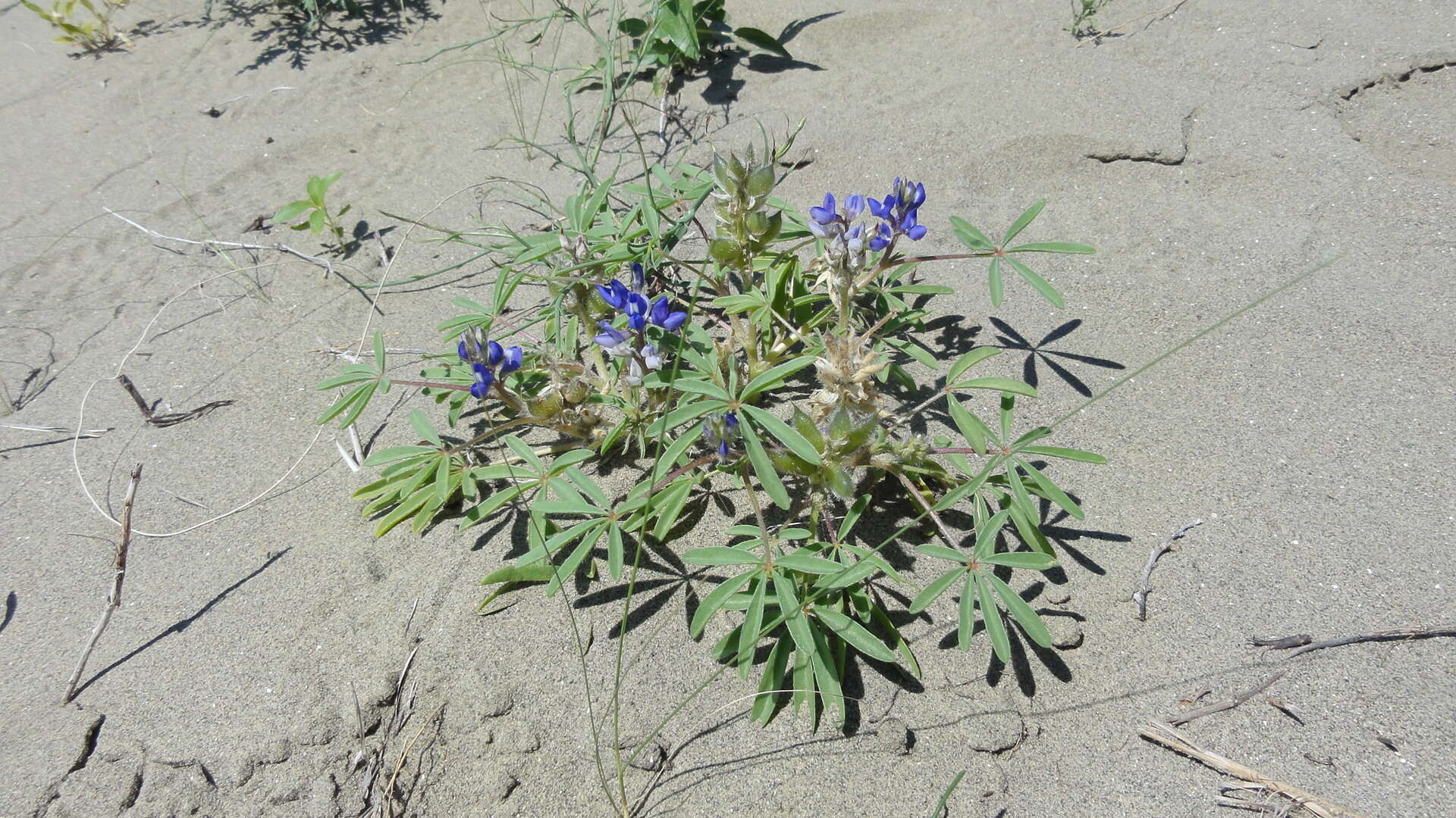 Image of rusty lupine