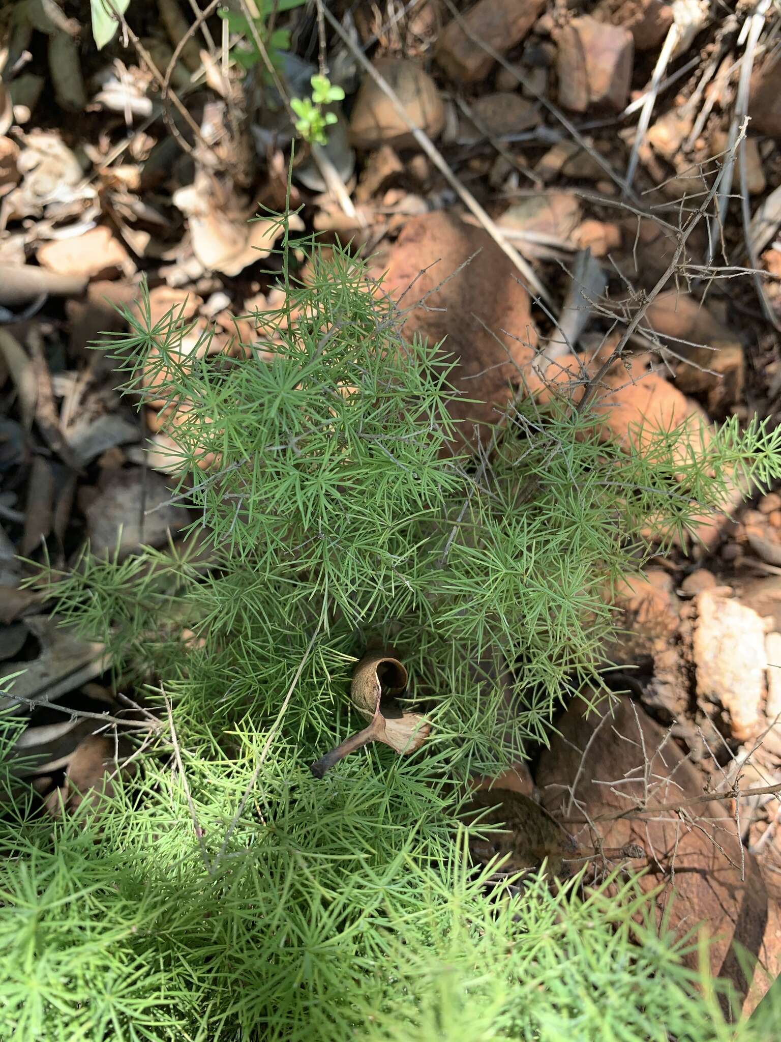 Image of Asparagus minutiflorus (Kunth) Baker