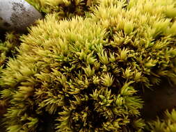 Image of tortella moss