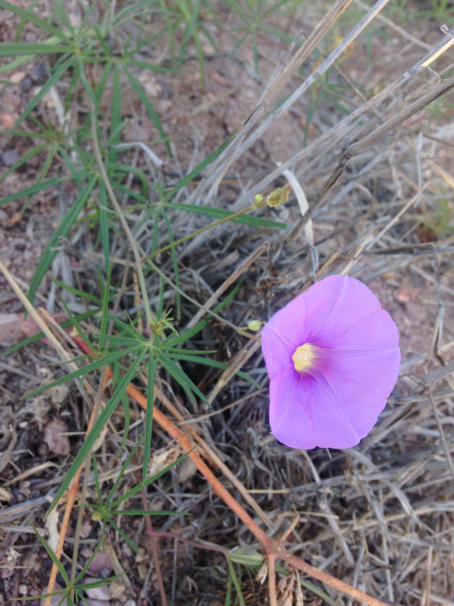 Imagem de Ipomoea ternifolia Cav.