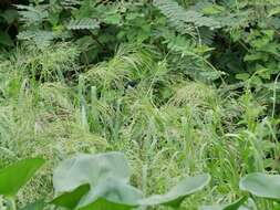 Image of Lined Seedeater