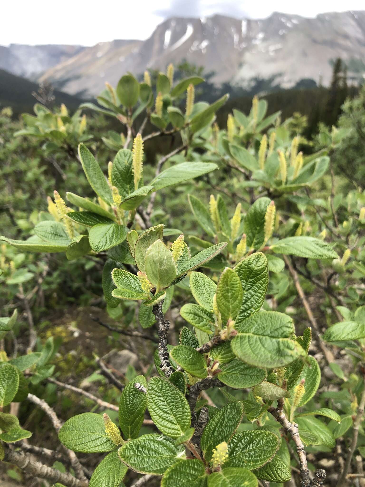 Image of rock willow