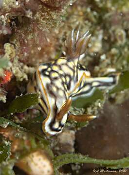 Image of Orange edge khaki slug