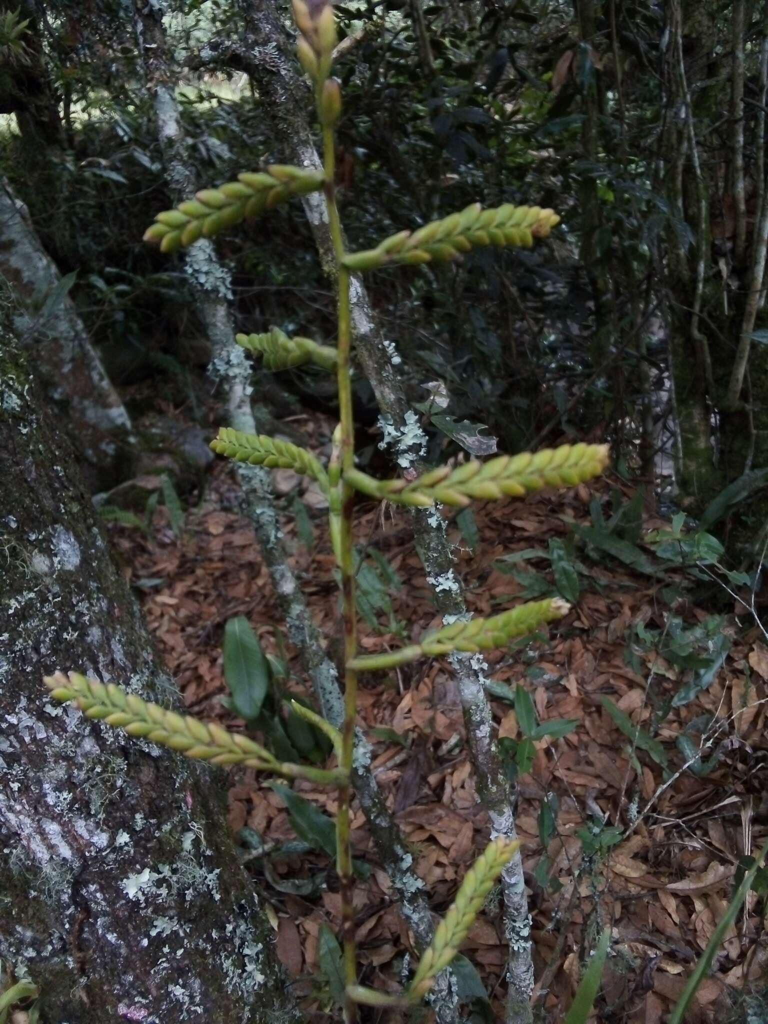 Racinaea spiculosa (Griseb.) M. A. Spencer & L. B. Sm.的圖片