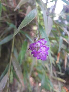 Imagem de Elleanthus amethystinus (Rchb. fil. & Warsz.) Rchb. fil.