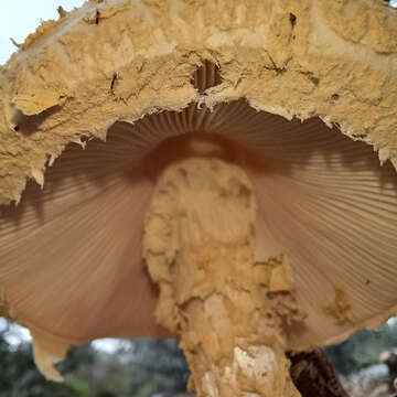 Image of Saproamanita nauseosa (Wakef.) Redhead, Vizzini, Drehmel & Contu 2016