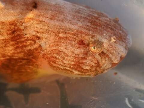 Image of Slimy snailfish