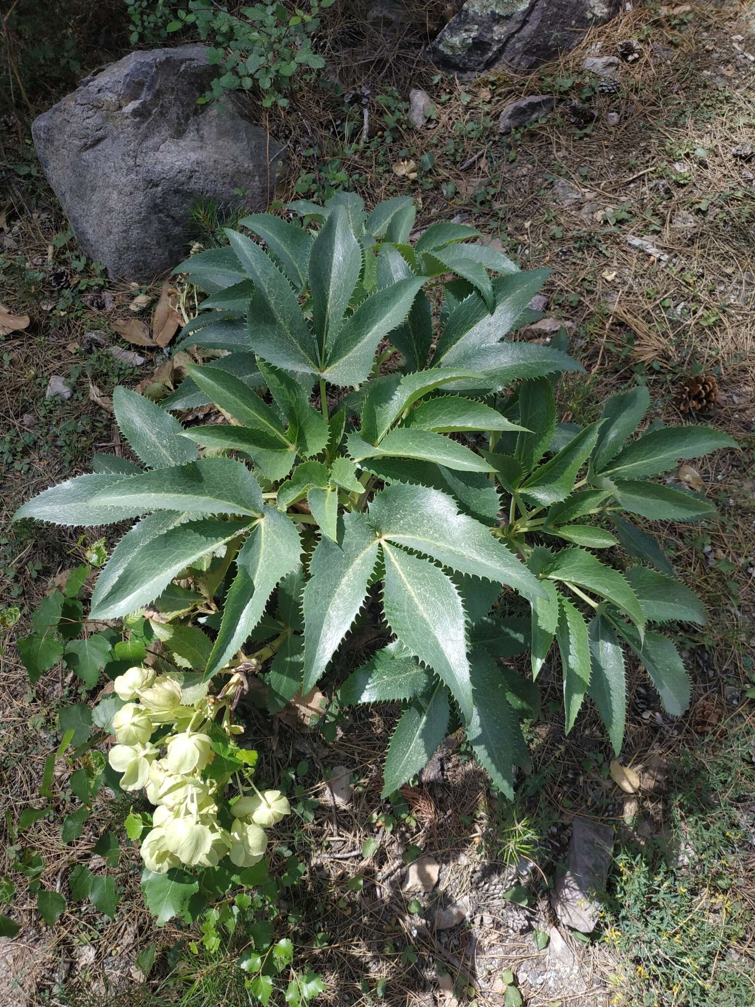 Image of livid hellebore