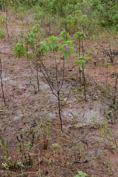 Image of Rhynchanthera grandiflora (Aubl.) DC.