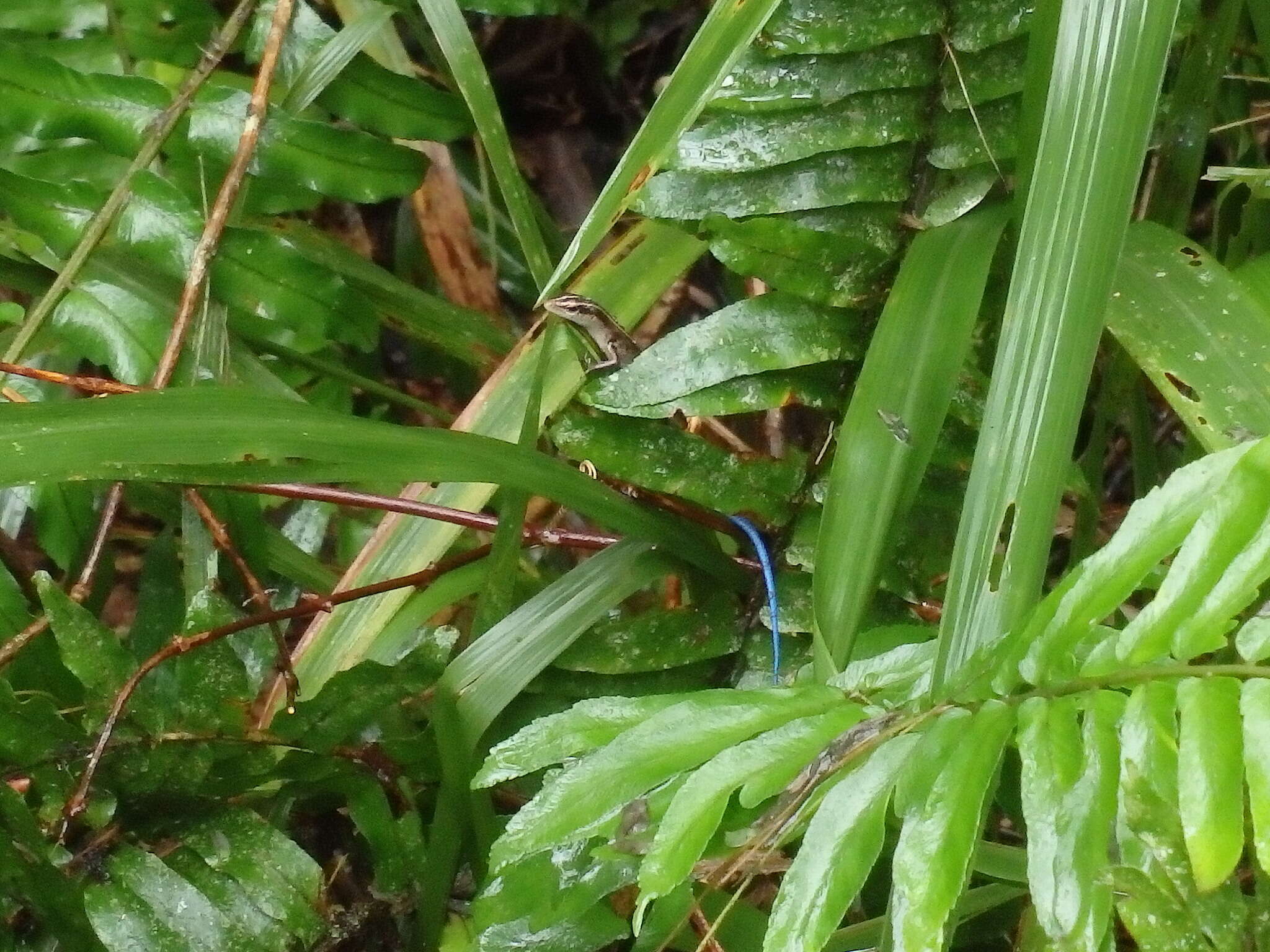 Image of Pacific Blue-Tail Skink