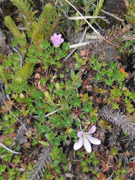 Image of Geranium sibbaldioides Benth.