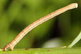 Scopula nigropunctata Hüfnagel 1767的圖片