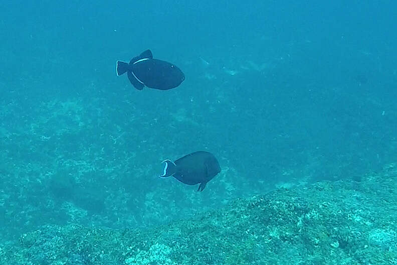 Image of Indian triggerfish