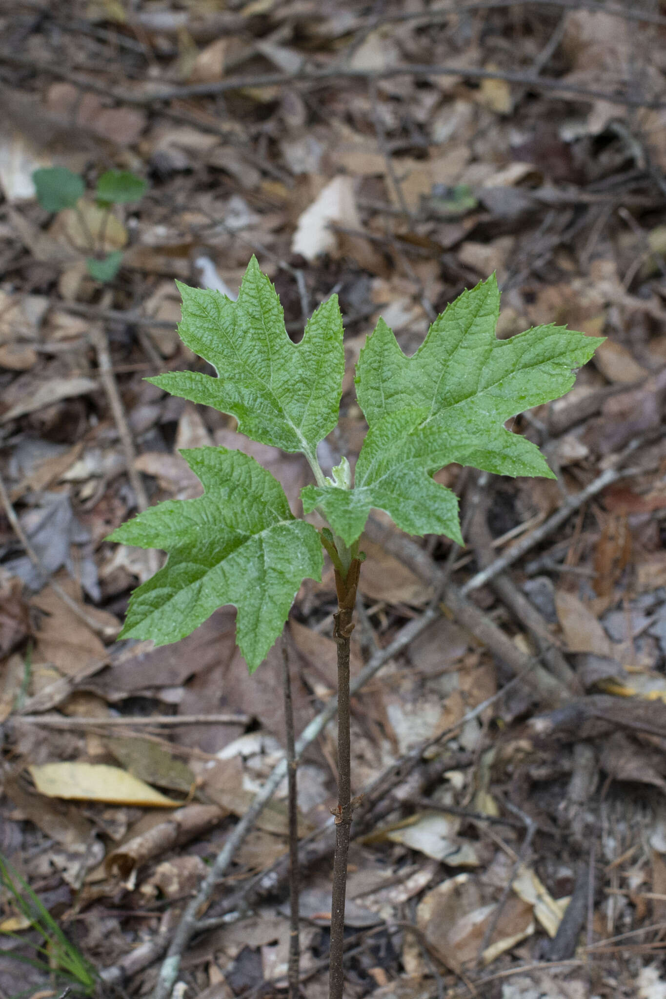 Image of Oakleaf Hydrangea