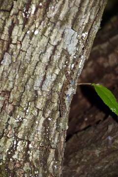 Image of Guantanamo  Anole