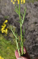 Image of Senecio brigalowensis I. Thomps.